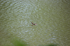 Tachybaptus ruficollis