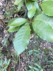 Quercus glauca