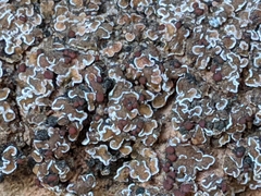 Psora pseudorussellii