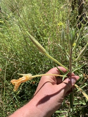 Oenothera longissima
