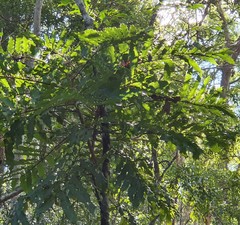 Cupaniopsis newmanii