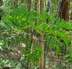 Cupaniopsis newmanii