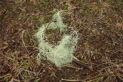 Usnea nidifica