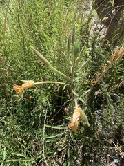Oenothera longissima