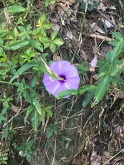 Ipomoea cairica