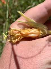 Oenothera longissima