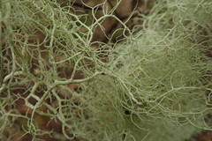 Usnea nidifica