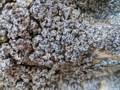 Psora pseudorussellii