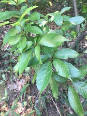 Quercus glauca