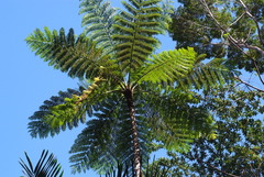 Sphaeropteris intermedia