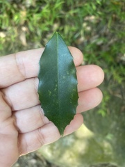 Prunus spinulosa