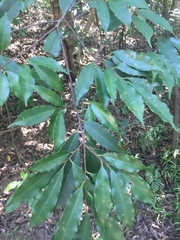Prunus spinulosa