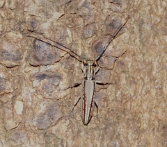 Enicodes fichteli