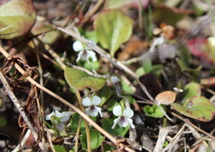 Viola renifolia