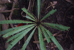 Blechnum obtusatum
