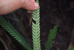 Blechnum obtusatum