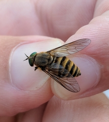 Stonemyia tranquilla