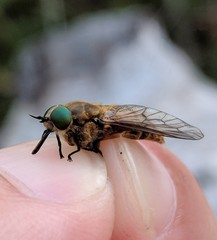 Stonemyia tranquilla