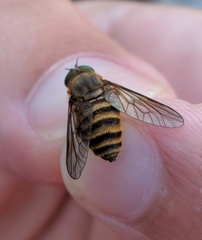 Stonemyia tranquilla