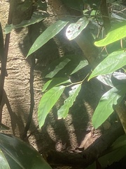 Magnoliopsida