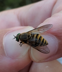 Stonemyia tranquilla