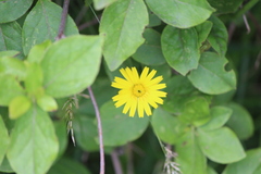 Asteraceae