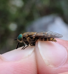 Stonemyia tranquilla