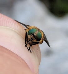 Stonemyia tranquilla