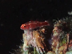 Trimma rubromaculatum