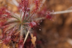 Drosera neocaledonica
