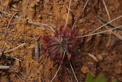 Drosera neocaledonica