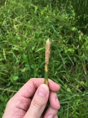 Eleocharis interstincta