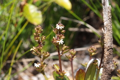 Scaevola beckii