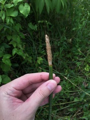 Eleocharis interstincta