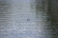 Tachybaptus ruficollis