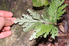 Selaginella hordeiformis