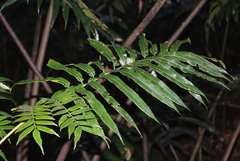 Ptisana