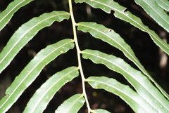 Ptisana