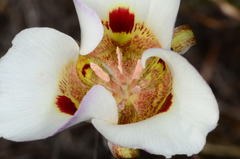 Calochortus vestae