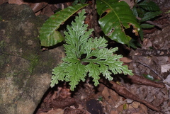 Selaginella hordeiformis