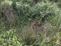 Eleocharis interstincta