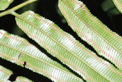Ptisana
