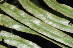 Ptisana