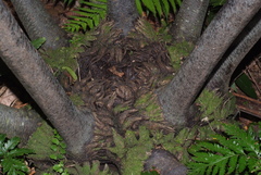 Ptisana