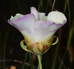 Calochortus vestae