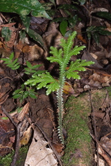 Selaginella hordeiformis