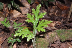 Selaginella hordeiformis