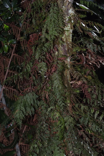 Abrodictyum flavofuscum observed 2020-07-26