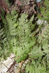 Trichomanes flavofuscum