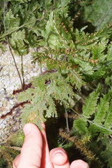 Trichomanes flavofuscum